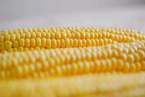 Close up shot of corn cobs, yellow grains of maize. Agriculture and healthy Stock Photos