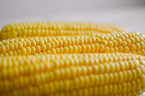 Close up shot of corn cobs, yellow grains of maize. Agriculture and healthy Stock Photos