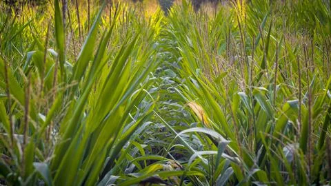 Close-up shot of corn crowing in the field. Stock Photos