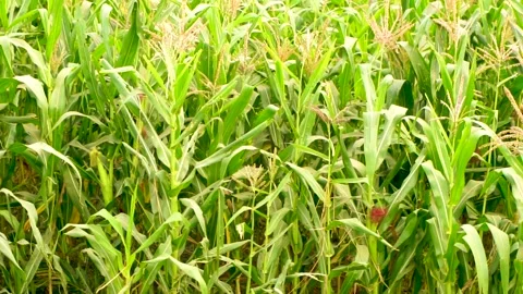 Close-up shot of corn fields of Punjab, Pakistan at evening (5) Stock Footage 284441297