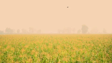Close-up shot of corn fields of Punjab, Pakistan at evening (2) Stock Footage 284441299