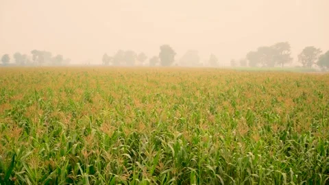 Close-up shot of corn fields of Punjab, Pakistan at evening (4) Stock Footage 284441302