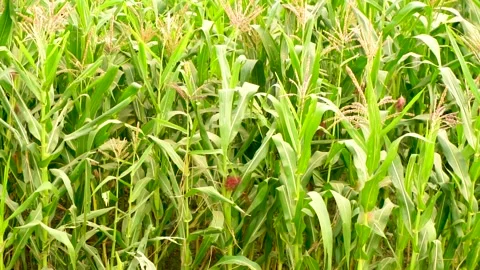 Close-up shot of corn fields of Punjab, Pakistan at evening (6) Stock-Footage 284441375