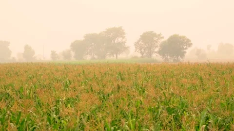 Close-up shot of corn fields of Punjab, Pakistan at evening (8) Stock Footage 284441394