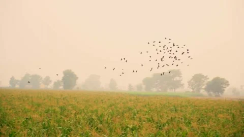 Close-up shot of corn fields of Punjab, Pakistan at evening with birds (2) Stock Footage 284441407