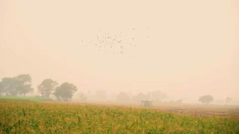 Close-up shot of corn fields of Punjab, Pakistan at evening with birds (3) Stock Footage 284441412