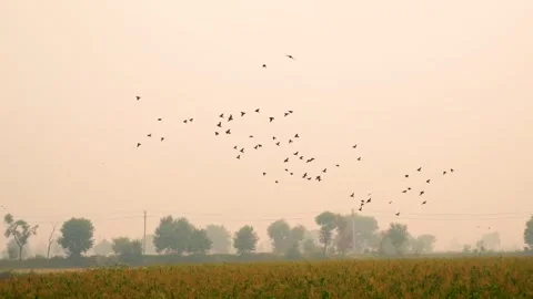 Close-up shot of corn fields of Punjab, Pakistan at evening with birds (4) Stock Footage 284441546