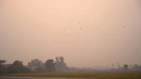 Close-up shot of corn fields of Punjab, Pakistan at evening with birds (5) Stock Footage 284441547