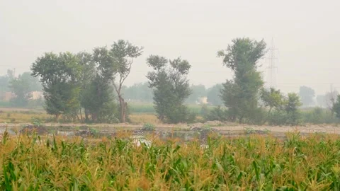 Close-up shot of corn fields of Punjab, Pakistan at evening with birds Stock Footage 284441548