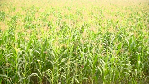 Close-up shot of corn fields of Punjab, Pakistan at evening Stock Footage 284441588