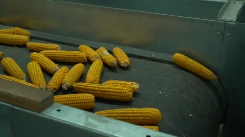 Close-up shot corn move in tape conveyor and fall down HD footage Video stock 120388689