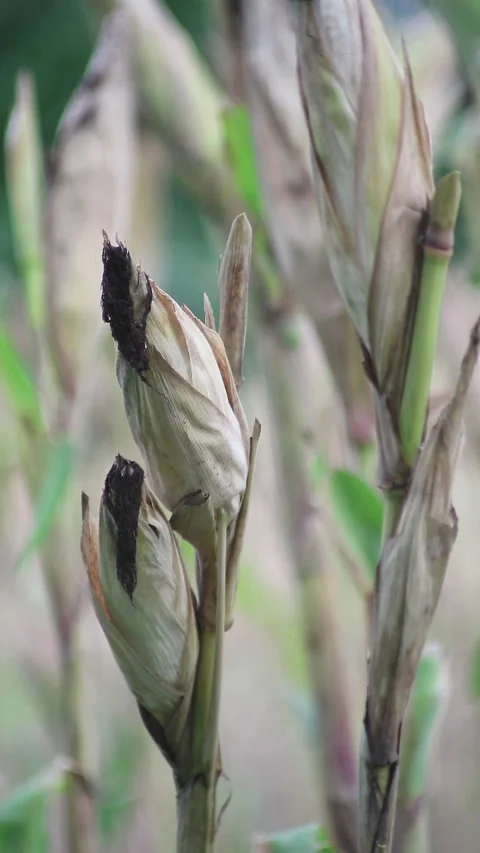 Close up shot of corn in the rice field Stock Footage 296481193