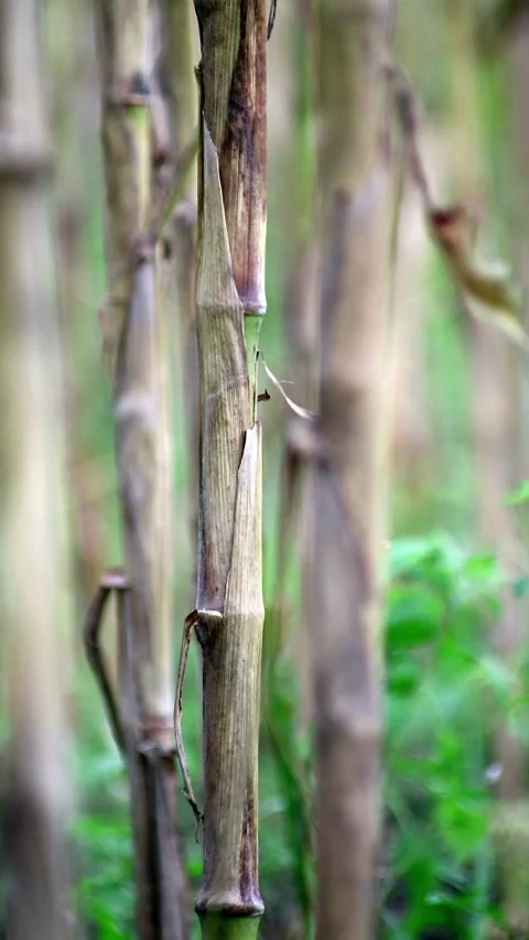 Close up shot of corn stalks in a rice field Stock Footage 296481194