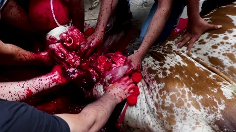 Close up shot of Cow Sacrifice Stock Footage 137167036