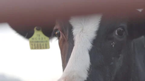 Close Up Shot Of A Cow Slow-motion Vídeos de archivo 148540052