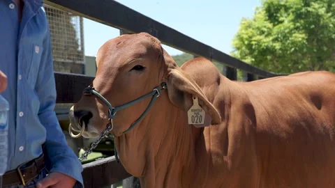 Close up shot of cow standing in paddock Stock Footage 157947576