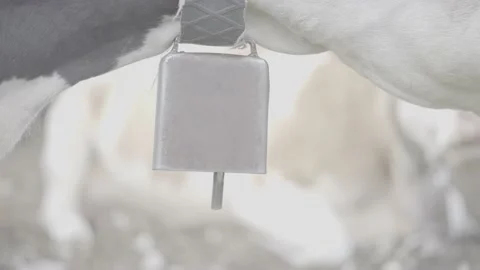 Close-up shot of a cow's bell Stock Footage 218599118