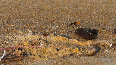 Close-up shot of crab on the beach Stock Footage 232759308