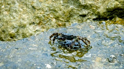 Close up shot of a crab feeding on algae on sea rocks. Stock Footage 155841488