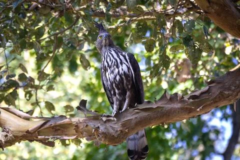 A close up shot of a Crested Hawk Eagle sitting on a branch of a tree Foto stock