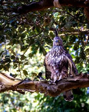 A close up shot of a Crested Hawk Eagle spreading i's wings and sitting on .. Stock Photos