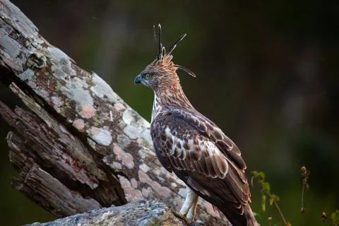 A close up shot of a Crested Hawk Eagle sitting on a branch of a tree Stock Photos
