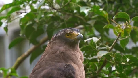 Close up shot of a Crested serpent eagle (spilornis cheela) perched on branch Stock Footage 331787834