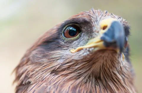 Close-up shot of Crested serpent eagle face. Stock Photos