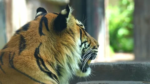 Close up shot of a critically endangered apex predator, a Sumatran tiger Stock Footage 327466446