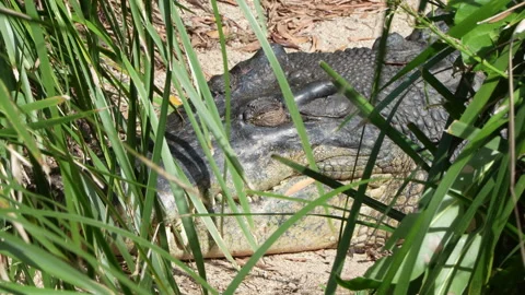 Close-up shot of crocodile head through shrubs with foliage moving in breeze Stock Footage 314948525