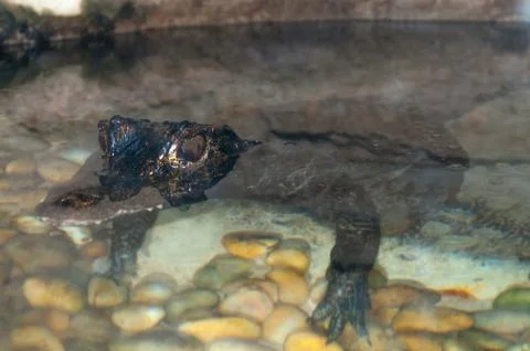 Close-up shot of the crocodile Foto stock