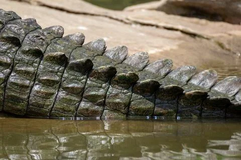 Close up shot of a crocodile's tail Foto stock