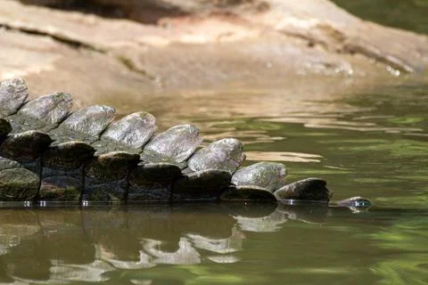 Close up shot of a crocodile's tail Stock Photos