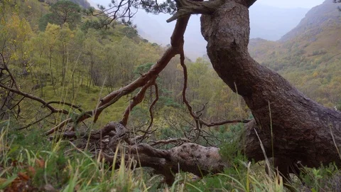 Close up shot of a crooked pine tree on a path on Glen Nevis. Stock Footage 99936084