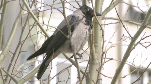 Close-up shot of a crow in the city Stock-Footage 49042693