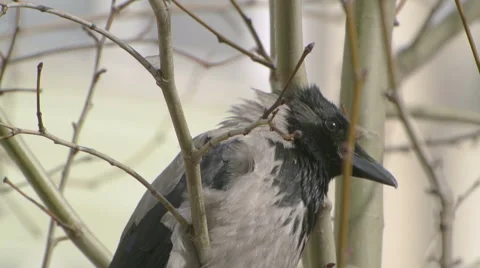 Close-up shot of a crow in the city Stock-Footage 49043405