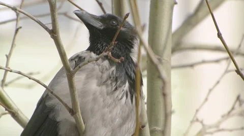 Close-up shot of a crow in the city Stock-Footage 49043464