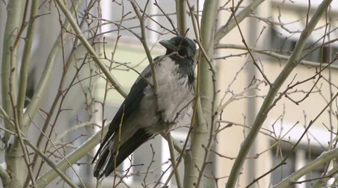 Close-up shot of a crow in the city Video stock 50195526