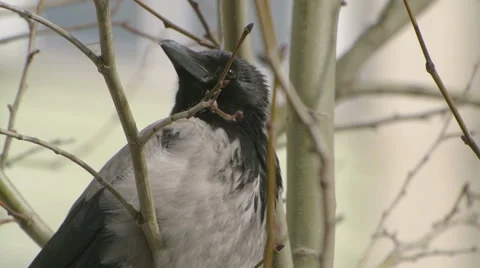 Close-up shot of a crow in the city Stock-Footage 50195620