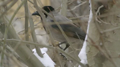 Close-up shot of a crow under snow Video stock 50195588