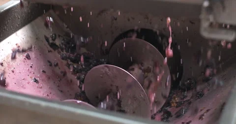 Close-up shot of crushing grapes in the squeezing machine. Production of wine Vidéo 248293544