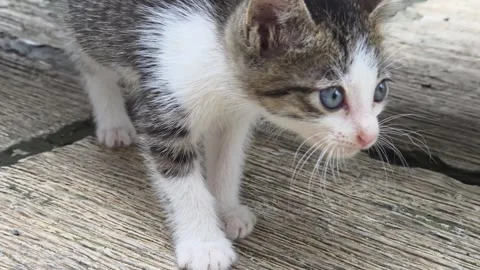 Close up shot of a curious cute small tabby and white kitten exploring and .. Stock Footage 329906465