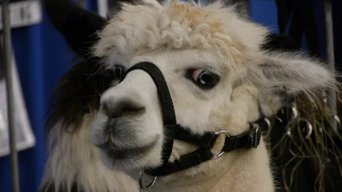 Close Shot of a Curious Llama at County Fair Stock Footage 92766526