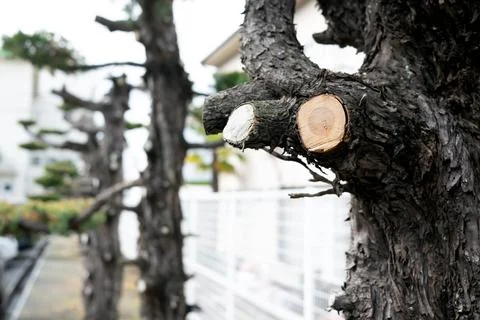 Close up shot of the cut branches of a tree on the roadside.  Stock Photos