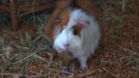 Close up shot of a cute and adorable Stock Video Pond5