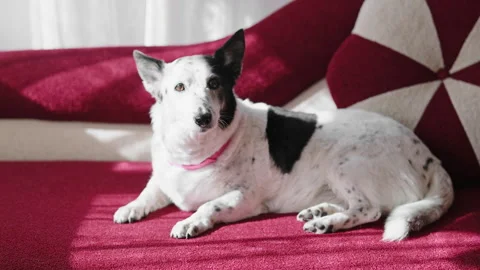 Close up shot of a cute black and white small dog lying on a red sofa, moving Stock-Footage 286366395
