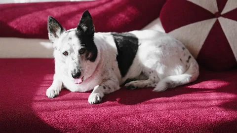 Close up shot of a cute black and white small dog lying on a red sofa, yawnin Stock Footage 286369099