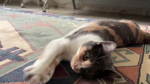 Close-up shot of a cute calico cat stretching playfully on a patterned rug Stock Footage 334780911