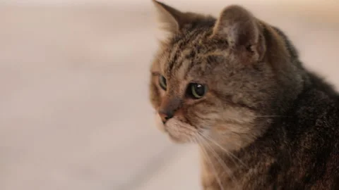 Close-up shot of cute cat Vídeo Stock 145245301