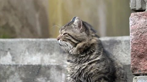 Close-up shot of cute cat Stock Footage 145245334